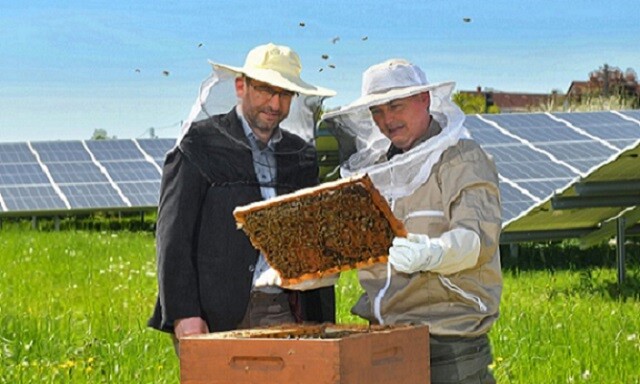 Bienen